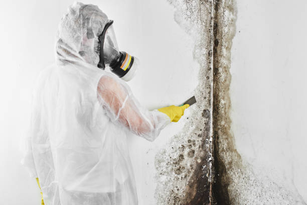Mold Removal Process in Downs, IL
