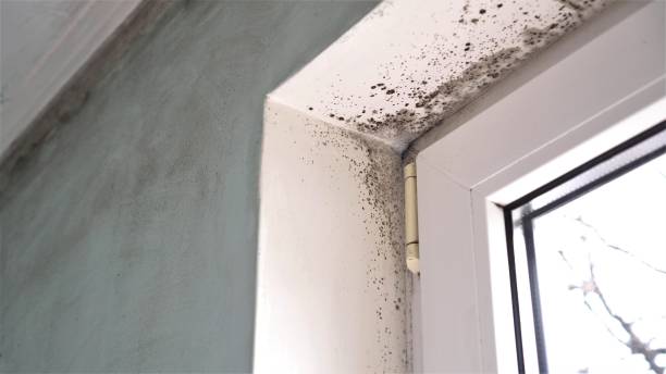 Best Commercial Mold Removal  in Downs, IL