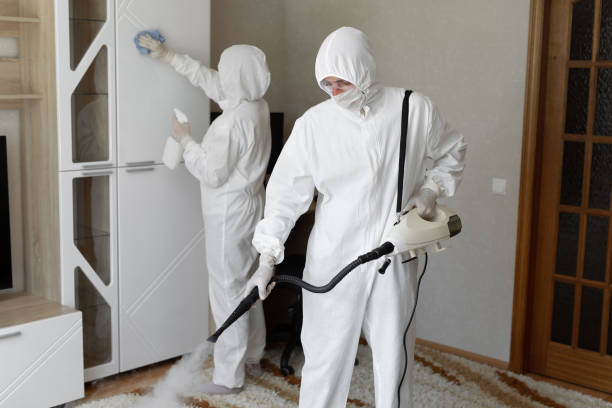 Best Attic Mold Removal  in Downs, IL