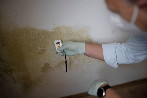 Best Fast Mold Removal  in Downs, IL