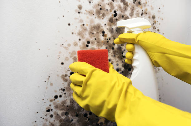Best Crawl Space Mold Removal  in Downs, IL