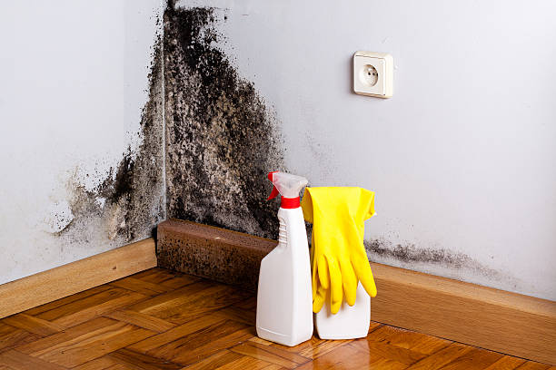 Best Professional Mold Removal  in Downs, IL