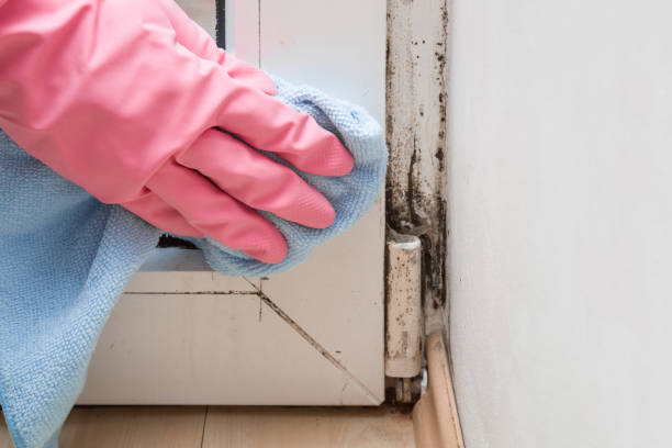 Mold Testing and Removal in Downs, IL
