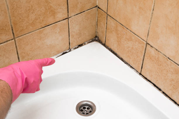 Best Local Mold Removal Service  in Downs, IL